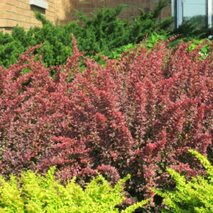 Épine-vinette 'Ruby Carousel'