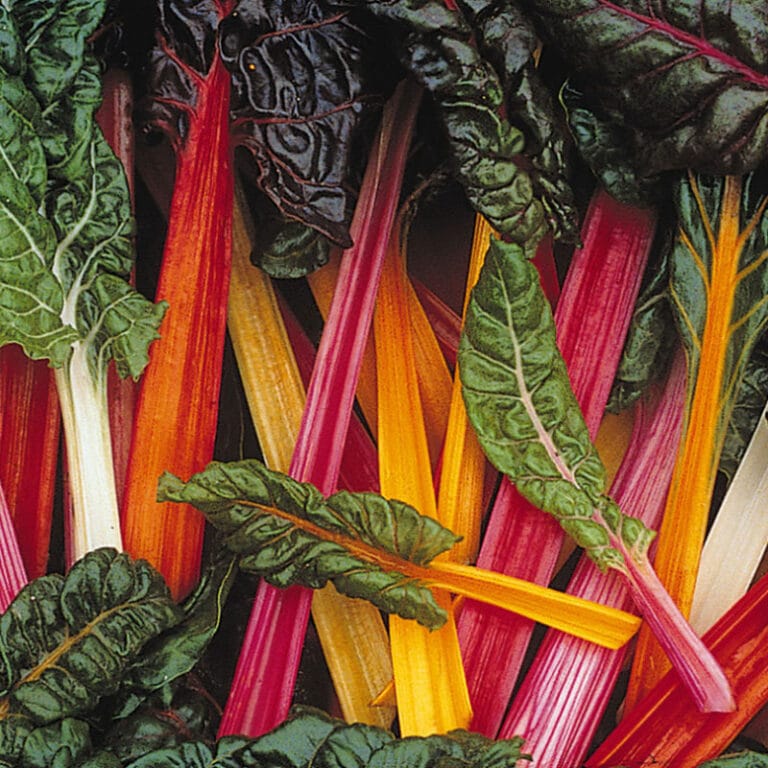 Bette à carde – Jardissimo