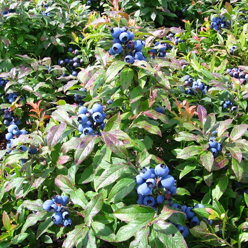 Bleuet angustifolia – Jardissimo