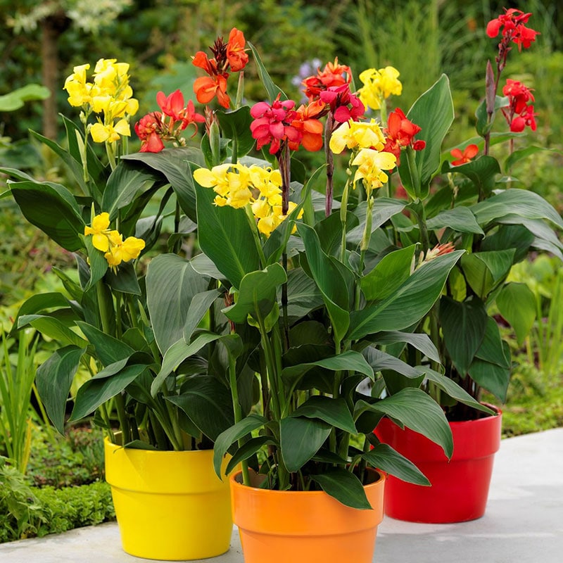 Canna Nain Jardissimo Canna Nain Jardissimo