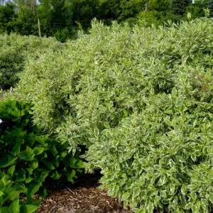 Cornouiller blanc 'Ivory Halo'