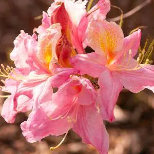 Azalée 'Tri-Lights'