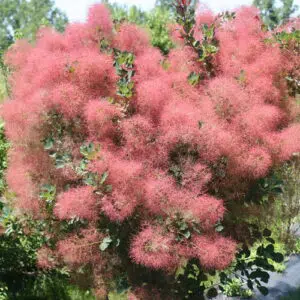 Arbre à perruque 'The Velvet Fog'