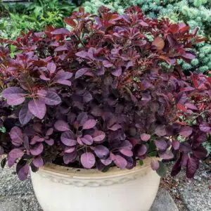 Arbre à perruque 'Veleveteeny'