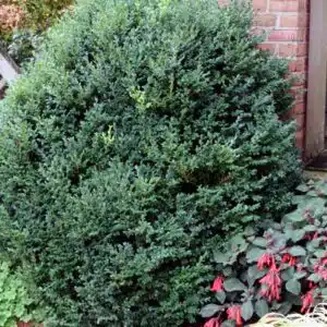 Buis 'Green Mountain'