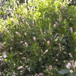 Clèthre à feuilles d'aulne 'Ruby Spice'