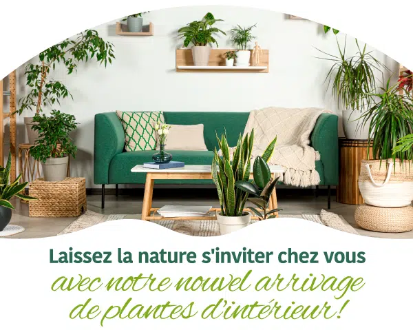 Livraison de plantes - Invitez la nature chez vous