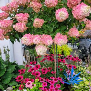 Hydrangée Berry White sur tige