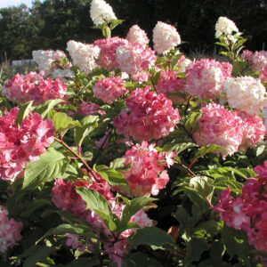 Hydrangée paniculée Fire and Ice