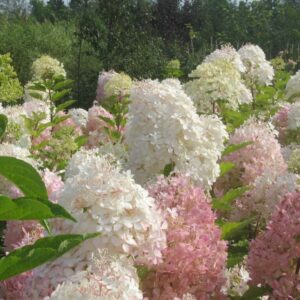 Hydrangée paniculée Phantom