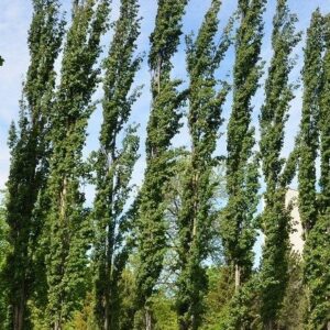 Peuplier tremble colonnaire
