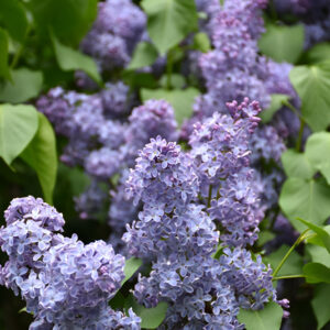 Lilas commun Wedgewood Blue