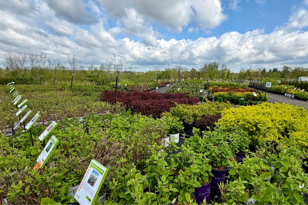 ferme-florale-jardissimo-arbustes