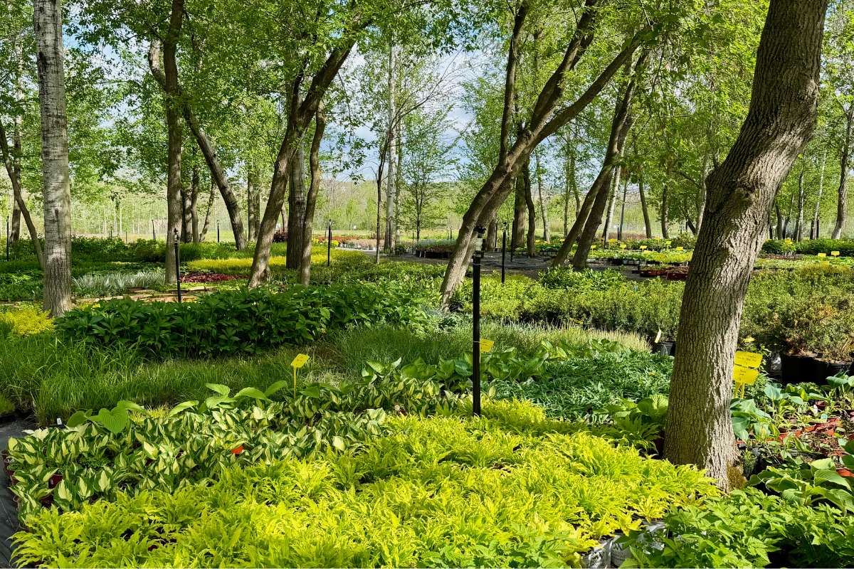 ferme-florale-jardissimo-hosta