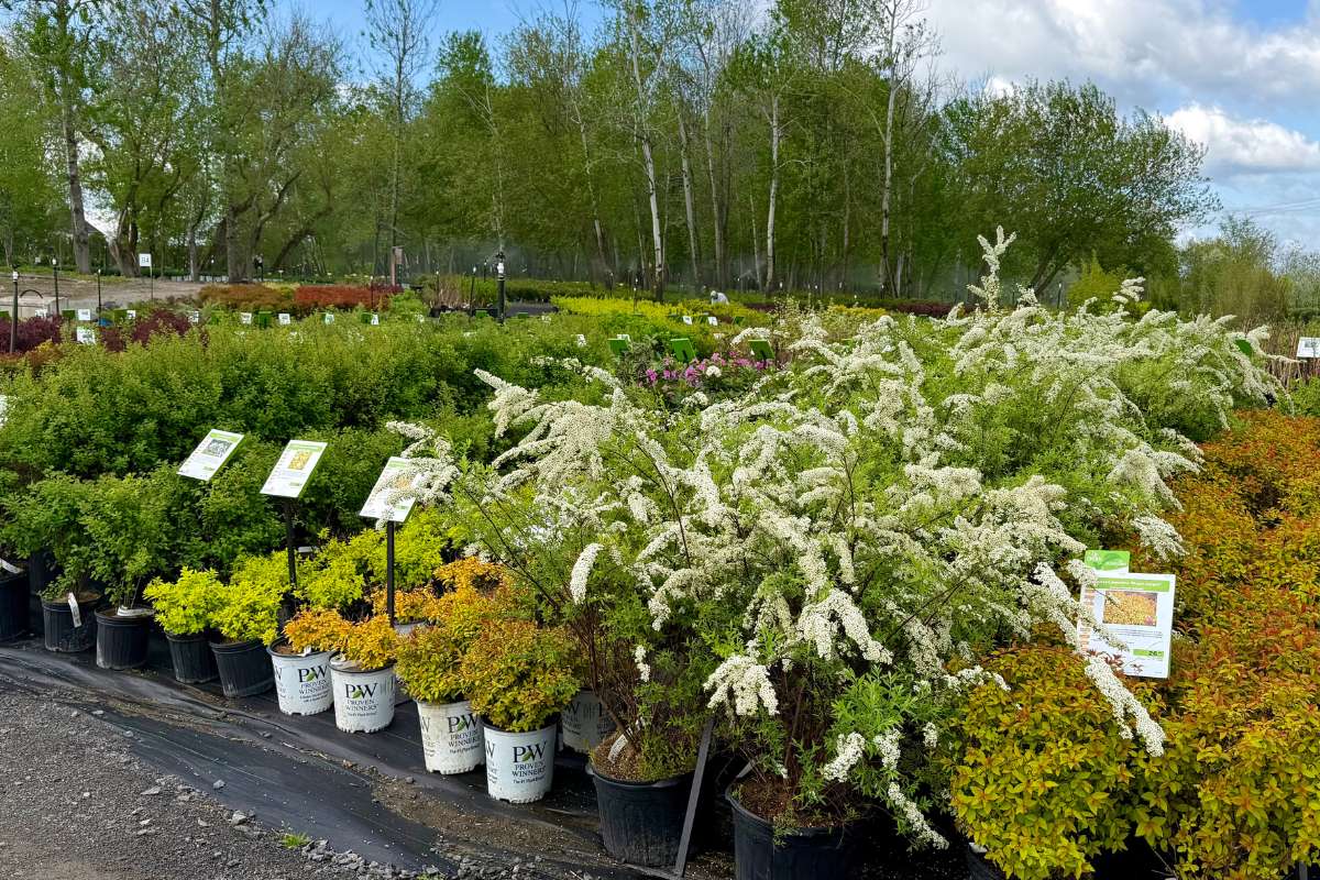ferme-florale-jardissimo-spiree