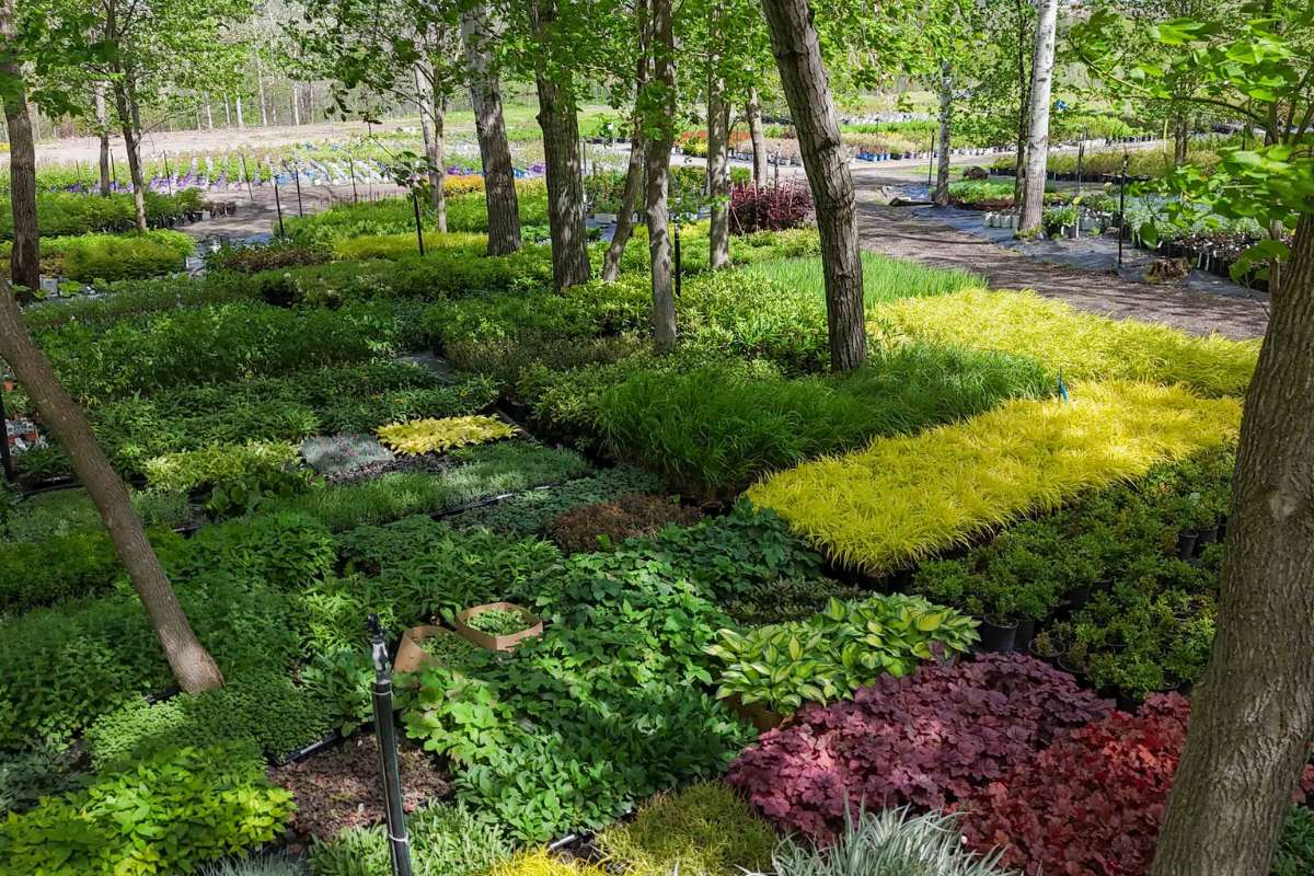 ferme-florale-jardissimo-vivaces