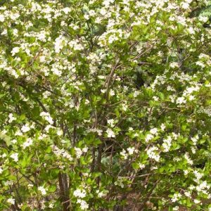 aronia-mel-autumn-magic-baileys-nurs