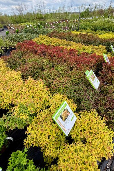 ferme-florale-jardissimo-arbustes