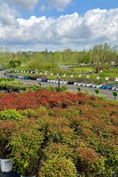 ferme-florale-jardissimo-couleurs