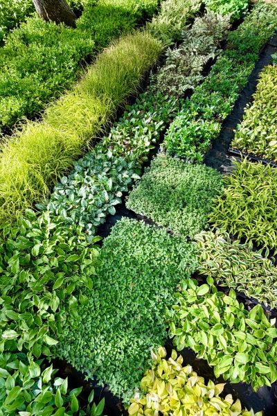 ferme-florale-jardissimo-verdure
